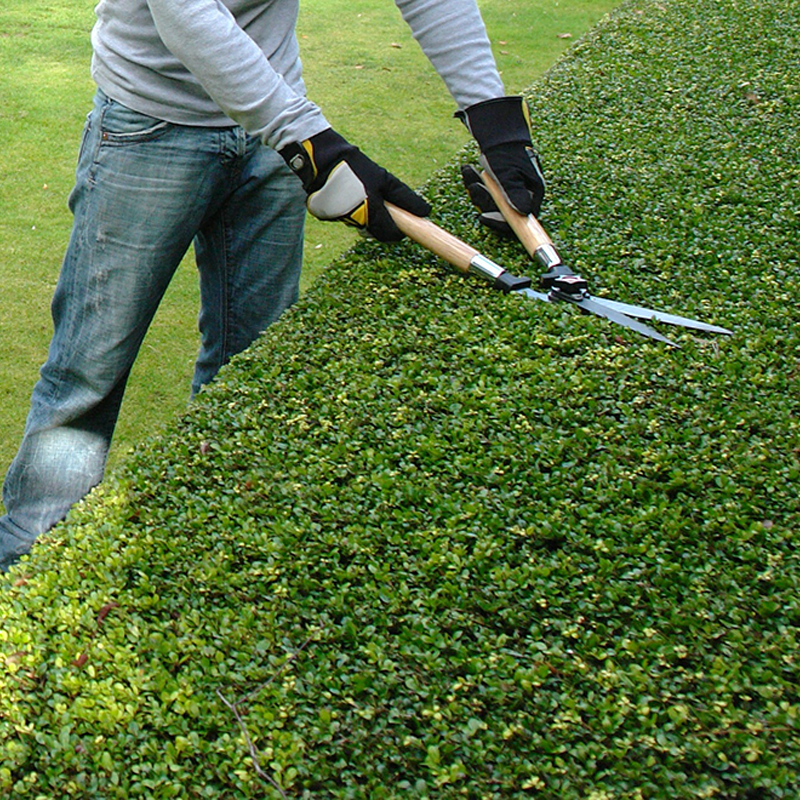 Beyond Lawn Care and Landscape-shrub trimming