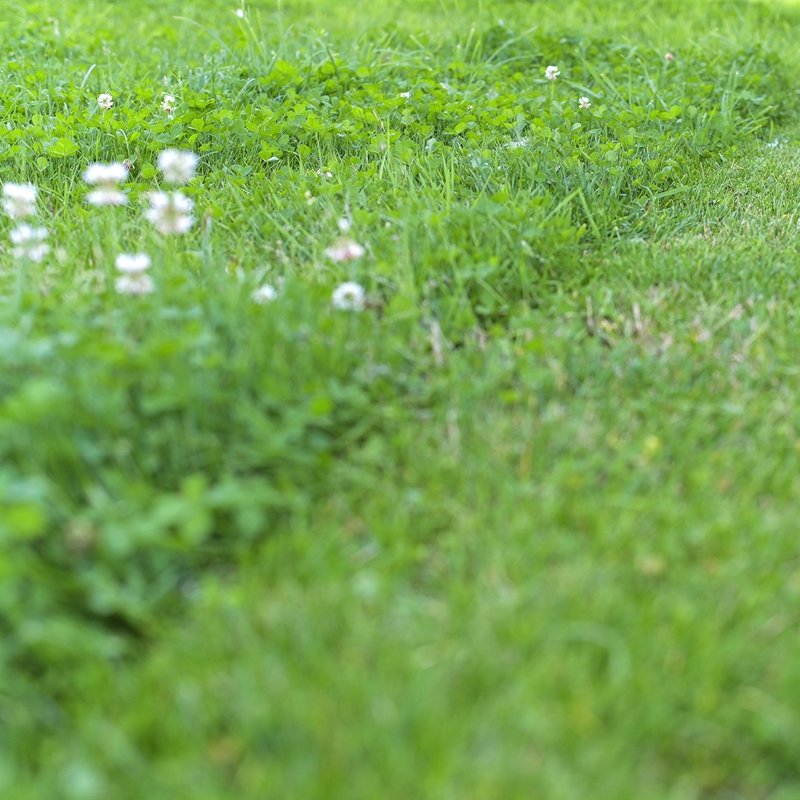 Beyond Lawn Care and Landscape-weed control